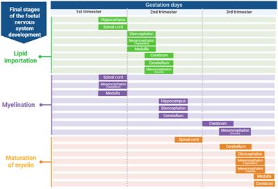 Toward assessing the role of dietary fatty acids in lamb's neurological and cognitive development